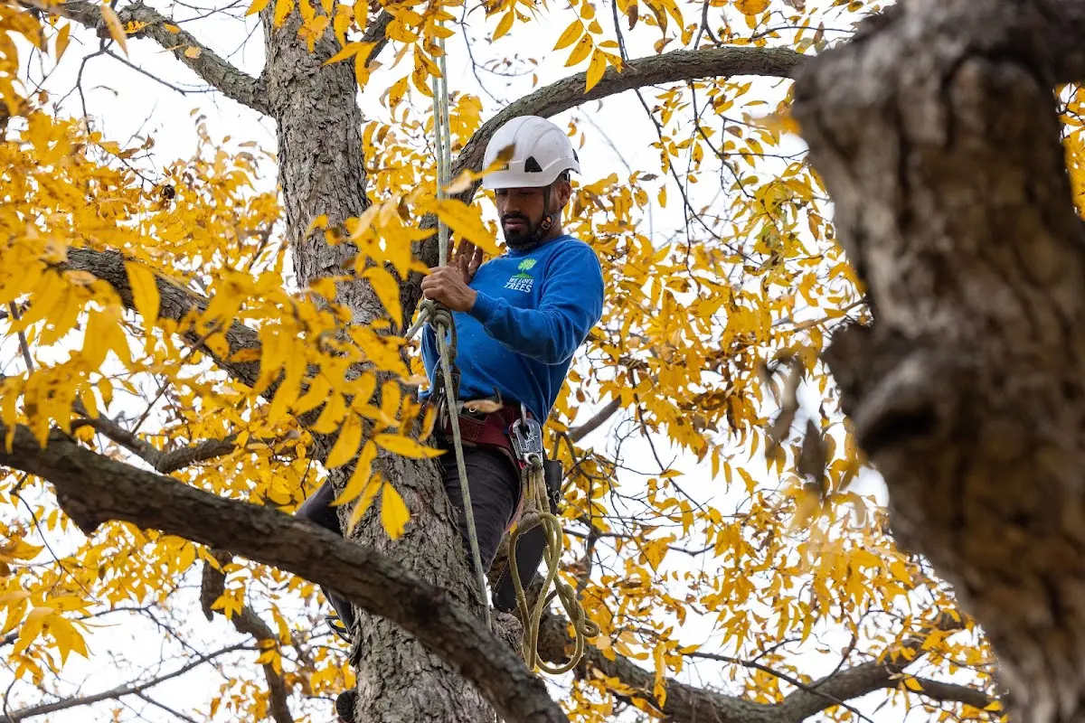 Skilled Tree Planing crew working in Hanford